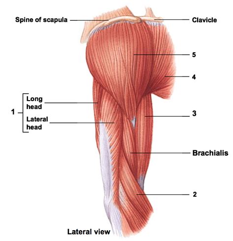 Bio 267 Lab 16 Lateral Aspect Of Upper Arm Muscles Diagram Quizlet