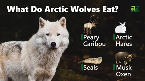What Do Arctic Wolves Eat A Z Animals