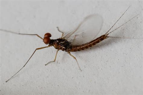 Insektenbox Feuerfarbene Eintagsfliege Bild 1