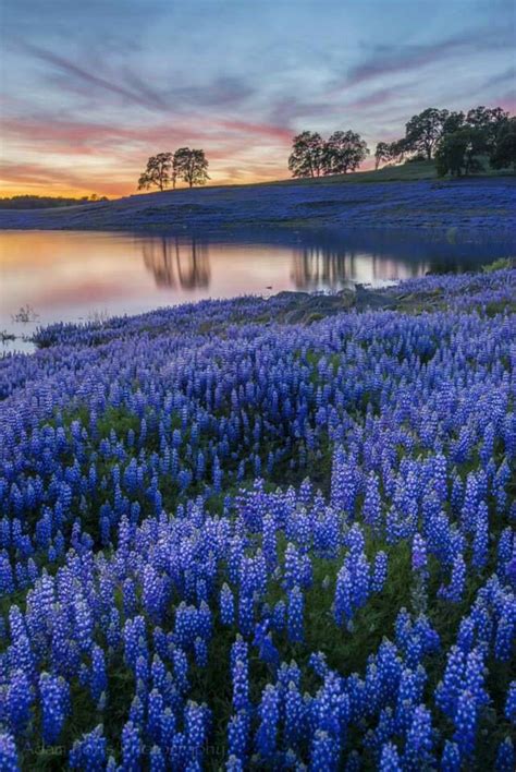 Field Of Blue Flowers Фотографии природы Живописные пейзажи Пейзажи