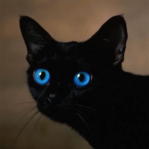 Blackkittenwithblueeyes Black Cat With Blue Eyes Wallpaper In