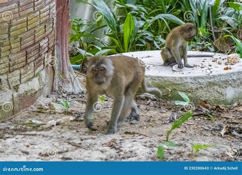 Macaques Monkeys In Tropical Jungle Forest Nature Koh Phayam Thailand
