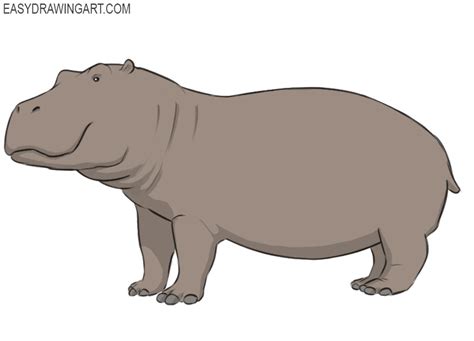 How To Draw A Hippopotamus Easy Drawing Art