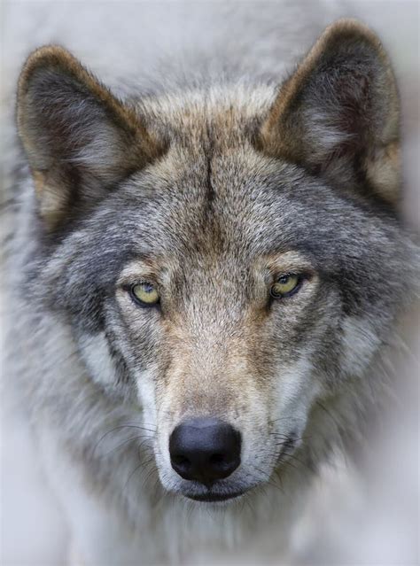 Timberwolf Oder Grauer Wolf Canis Lupus Der Auf Einer Schwierigen