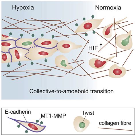 Hypoxia Induces A Hif Dependent Transition From Collective To Amoeboid Dissemination In