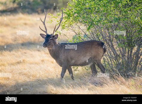 Wild South Texas Sika Deer Hi Res Stock Photography And Images Alamy