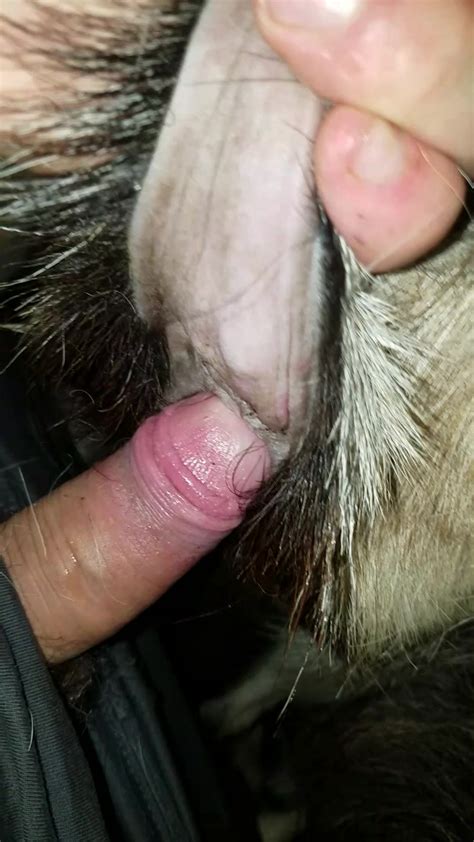 Penetrating Goat Pussy Zoo Tube 1