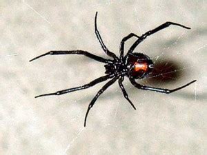 I think the dangerous spider is the black widow.in a book i read it wrote that the black spider you can get really sick.there are many dangerous spiders. Why Don't Dogs Learn…? | PET BEHAVIOR MEDICINE