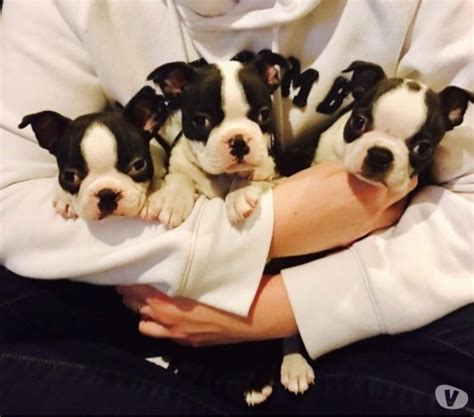Before buying a puppy it is important to understand the associated costs of owning a dog. Boston Terrier Puppies Idaho Falls - Pets Lovers