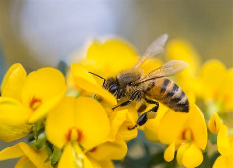 The Buzz On Pollinators Kansas Farm Food