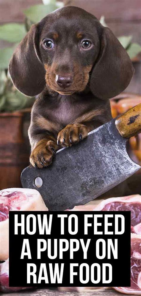 Darwin's makes healthy pet food delivery easy. Raw Food for Puppies: How to Feed Your Puppy on Natural ...