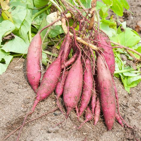 Growing Sweet Potatoes How To Grow Sweet Potatoes