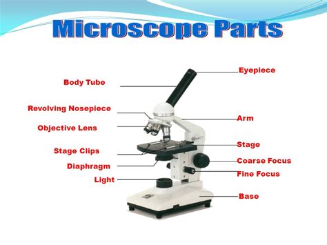 Microscope Labelled Diagram Gcse Micropedia