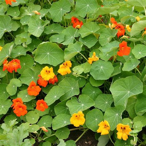 Oost - Indische Kers rankend bestellen