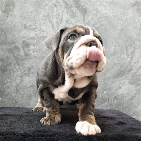 Chelsea and sterling we have 3 lilac tri males available: English Bulldog Rare Color Chart - Animal Friends