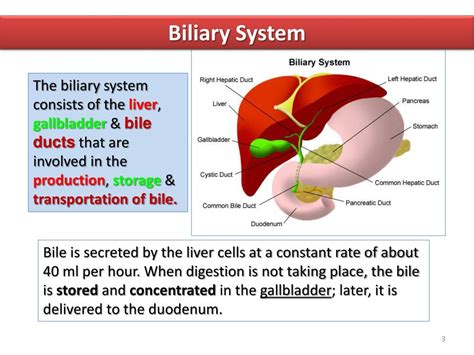 PPT Biliary System PowerPoint Presentation Free Download ID