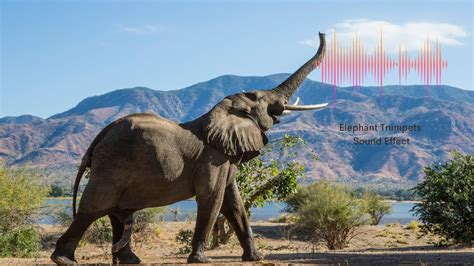 Elephant Trumpets Sound Effect Youtube