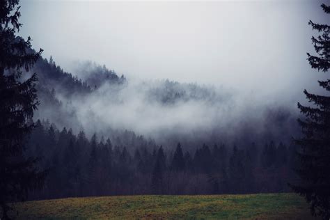 Free Images Landscape Tree Nature Forest Wilderness Cloud Fog