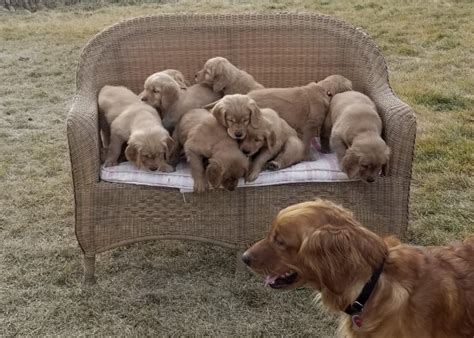 From their first breath and learning to walk, to teething and playtime. Golden Retriever puppy dog for sale in Redmond, Oregon