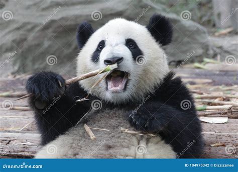 Funny Panda Cub Is Eating Bamboo Shoot Chengdu Panda Base China