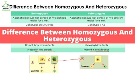 Difference Between Homozygous And Heterozygous Genetics Youtube