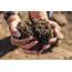 Consumer Soil Samples  North Carolina Cooperative Extension