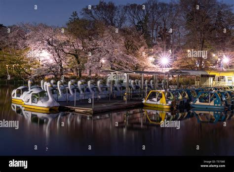 Night Scene At Inokashira Park Tokyo Japan During Cherry Blossoms