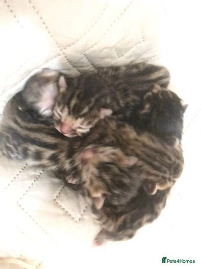 Pedigree Bengal Kittens Orpington Pets4homes