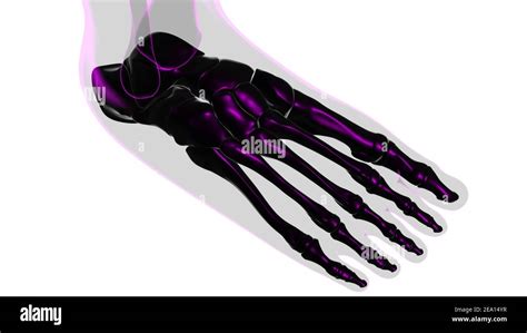 Human Skeleton Foot Bones Anatomy For Medical Concept 3d Illustration
