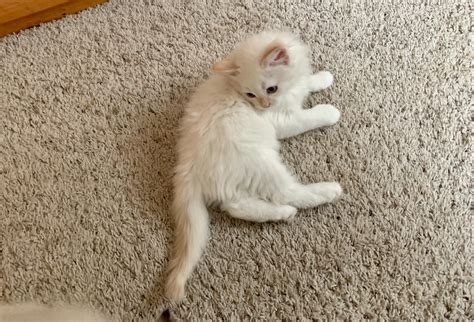 Favorite this post sep 12 rescue kittens looking for homes (cos > colorado springs) pic hide this posting restore restore this posting. Siberian Kittens - Colorado Siberian Cats