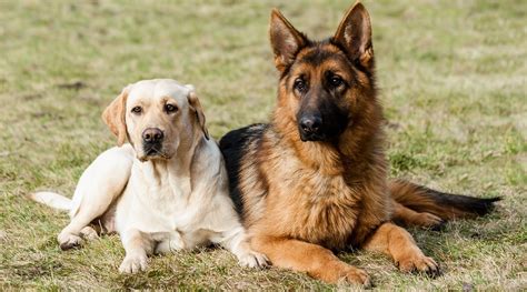 Labrador Retriever Vs German Shepherd Breed Comparison