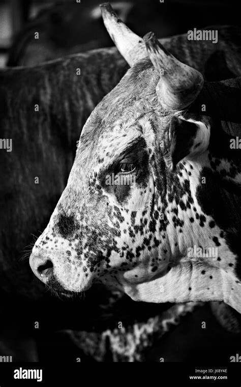 Bull Head Horns Black And White Stock Photos And Images Alamy