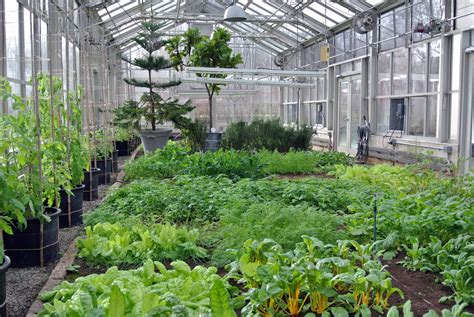 Making Better Use Of My Vegetable Greenhouse The Martha Stewart Blog
