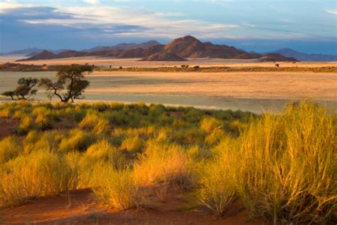 African Savannah At Sunset Stock Photo Download Image Now Istock