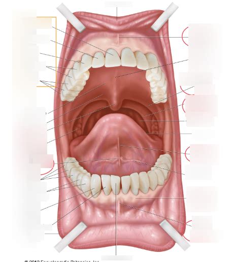 Anatomy Of Mouth Diagram Quizlet