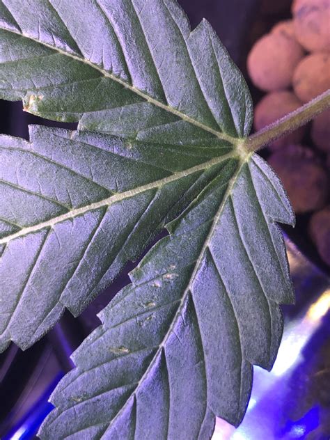 Yellow Spots On Leaves Dude Grows Show