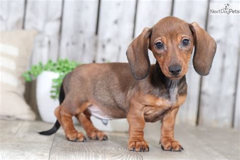 Our dachshund puppies are sold and shipped to all 50 states. Boomer: Dachshund, Mini puppy for sale near Columbus, Ohio. | 6a273730-4501