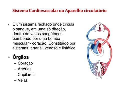 Ppt Sistema Cardiovascular Powerpoint Presentation Free Download