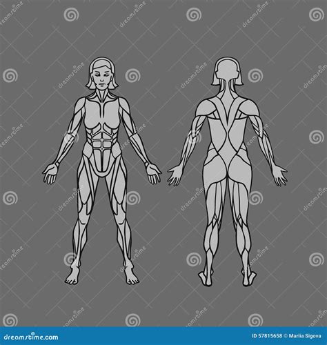 Female Muscular System Anatomy Stock Photography Cartoondealer Com