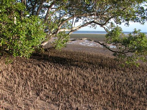 australia s carbon rich mangroves need protection griffith news