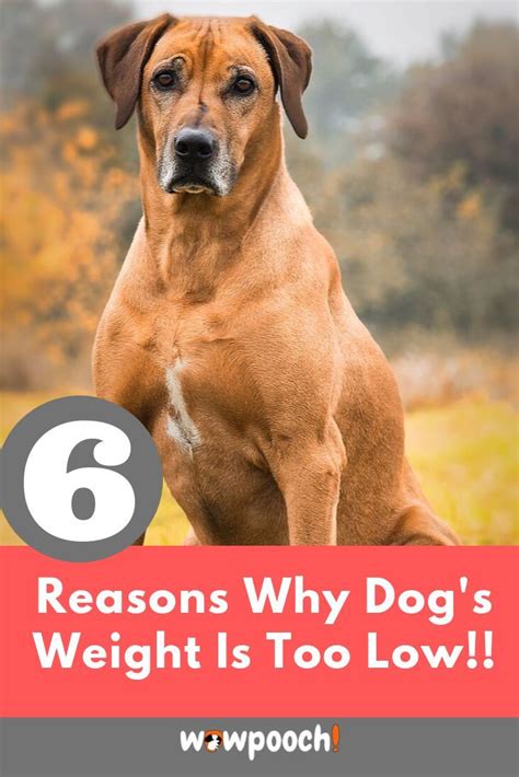 In general, your dog is at a healthy weight if you can see their waist, you can feel their ribs when petting their sides without actually seeing the outline of the ribs and their belly curves upward to meet their hips. Why a dog is Underweight? | Best dog food, Dog weight, Dogs