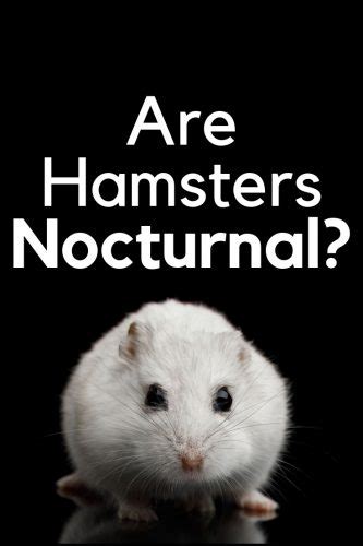 Are Hamsters Nocturnal Hamsters 101