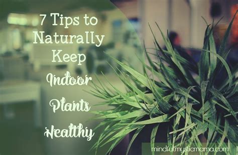 7 Tips To Naturally Keep Indoor Plants Healthy