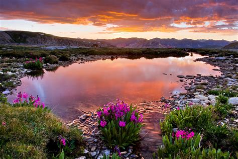 Download Mountain Sunset Flower Wildflower Spring Nature Lake Wallpaper