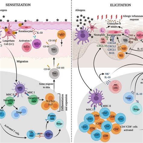 Pathophysiology Of Allergic Contact Dermatitis Acd Showing The