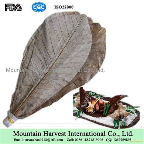 Magnolia Officinalis Leaves / Dried Hoba Leaves products,China Magnolia