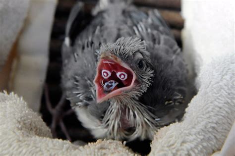 Picture Of The Day A Bizarre Baby Bird With Oral Fingerprints