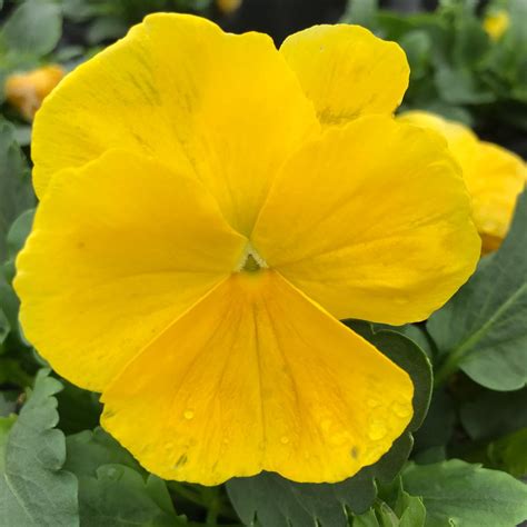 Pansy Matrix Yellow Pansy From Saunders Brothers Inc