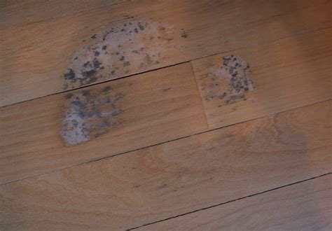 Second, you can spritz the vinegar onto your carpet. Are You Experiencing Mold Damage Under Your Hardwood Floors?