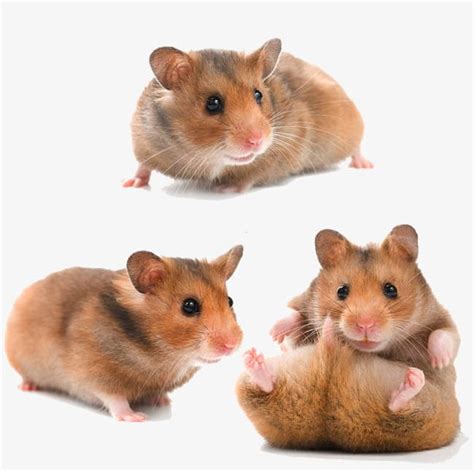 Clipart Of Hamster 20 Free Cliparts Download Images On Clipground 2024